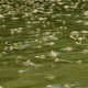 Illustration for article titled Virágzik a Tisza!!!